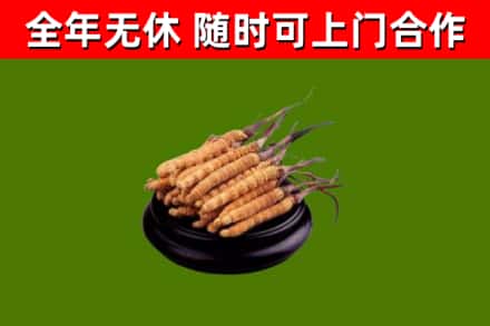蒸湘区回收散虫草